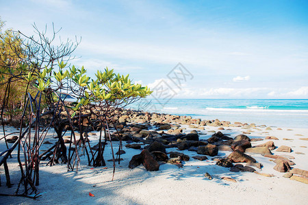 红树林和岩石在海边的海滩上图片