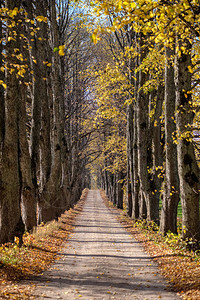 以秋色和树小巷的方式在两边和阴影下用秋色图片