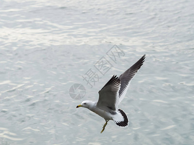 海鸥或海鸥飞翔图片