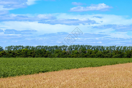在背景和天空中将绿地与黄地平面上的田地区分开来图片