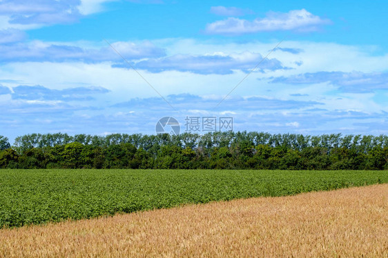 在背景和天空中将绿地与黄地平面上的田地区分开来图片