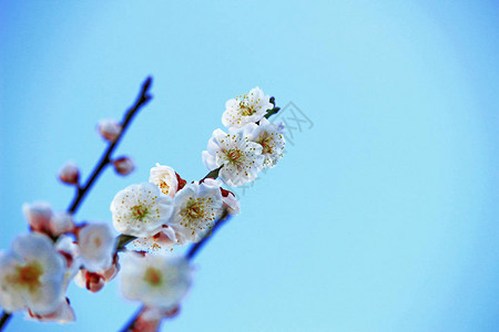 美丽的盛开的李子树花图片