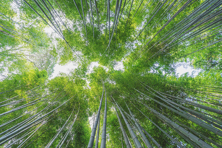 日本京都岚山竹林的竹林图片