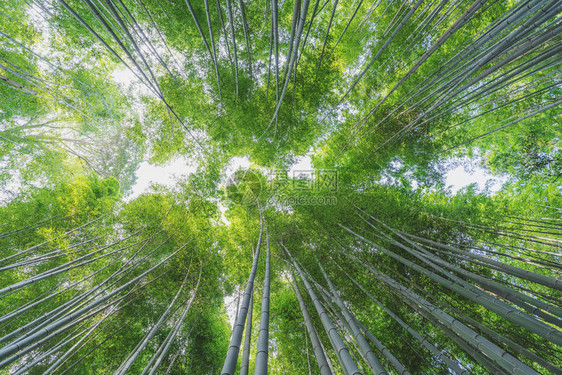 日本京都岚山竹林的竹林图片