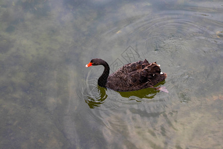 一只美丽的黑天鹅漂浮在湖面上图片