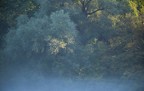 在阳光明媚的雾蒙的早晨不同的树种图片