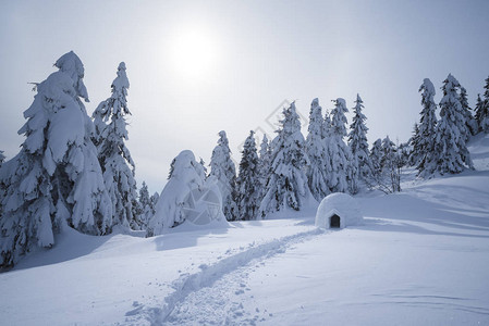 山林中的雪冰卢冒险的冬季巡游雪中带松图片