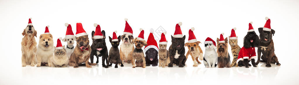一大群可爱的猫和狗有圣诞老人帽子坐着图片