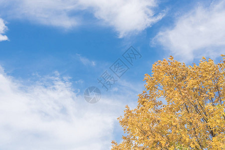 美丽的德克萨斯雪松榆树在秋云蓝天下落叶令人惊叹的黄色图片