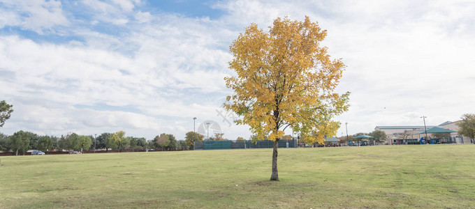 秋季城市公园全景视图美丽的德克萨斯雪松榆树令人惊叹的图片