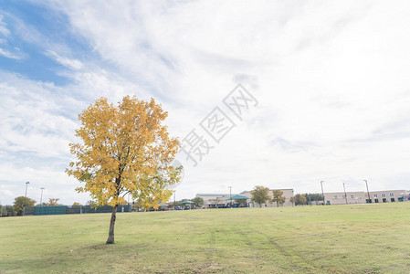 秋季节城市公园中美丽的得克萨斯雪松果树图片