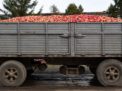 满红成熟苹果的卡车货旁边拍摄秋季末图片