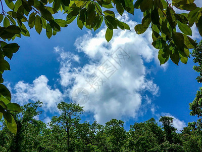 明亮的蓝天与美丽的云彩在新鲜茂密的热带树叶的自然边界图片