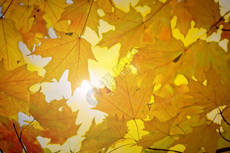 阳光透过枫树的黄色落叶照射进来图片