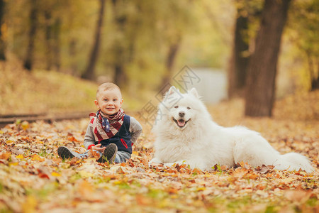 小男孩在秋天公园的黄色落叶中坐在小狗旁边图片