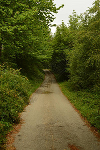 加利西亚卢戈山高处杂草松树和桉树环绕的道路图片