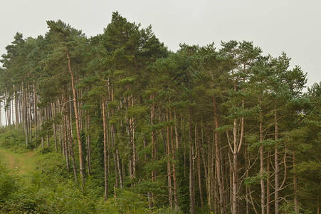 山高的松林在加利西亚卢戈图片