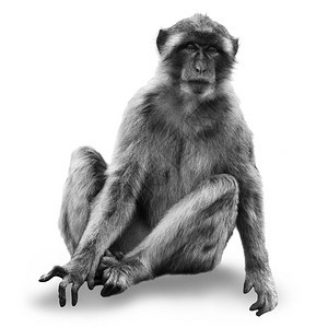 在白色背景上被孤立的猴子马卡Macacasyl图片