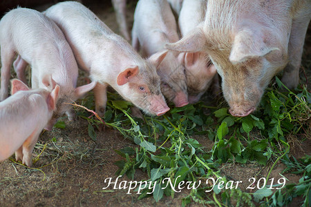 小猪吃草跟种猪201图片