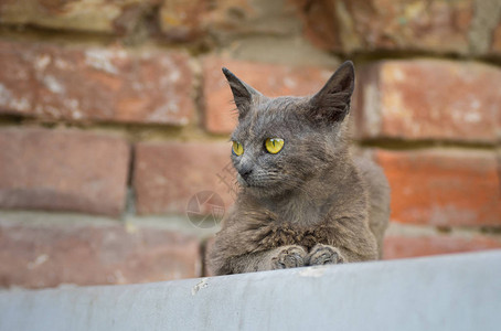 美丽的外星猫的肖像坐背景图片