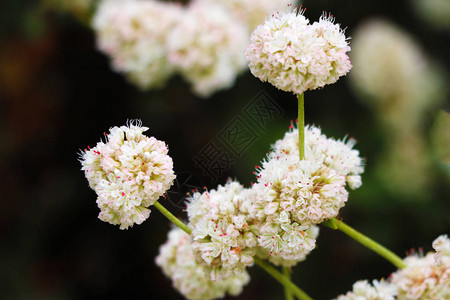 野生药草YarrowAchilleaMillefelium在开花期间图片