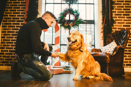 人和狗的友谊宠物金毛猎犬品种拉布多毛茸的狗一个人在圣诞节在家训练图片