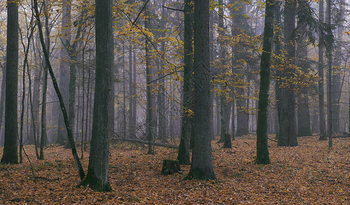 波兰欧洲比亚洛维耶扎森林秋季天然林Mi图片