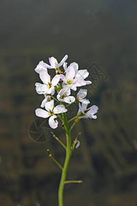 由粉红色和白色花朵及深色背景所制成的彩虹花Cardamineprat背景图片