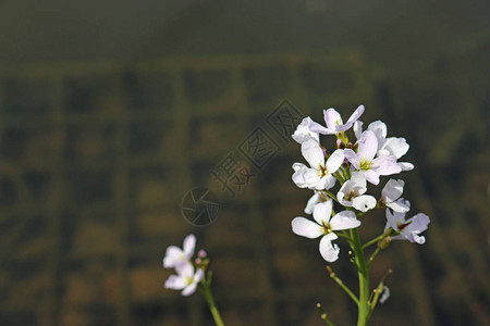 由粉红色和白色花朵及深色背景所制成的彩虹花Cardamineprat背景图片