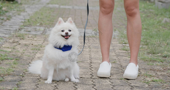 可爱的博美犬在户外图片