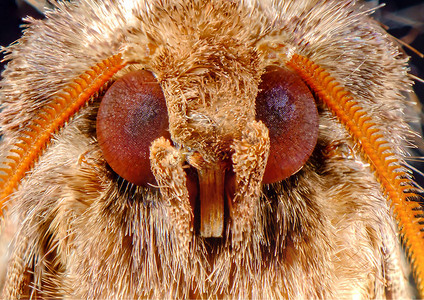 极端特写宏常见metarranthis飞蛾眼睛背景图片