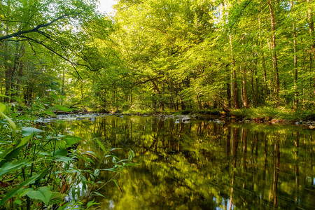 夏日森林溪水与树木倒影图片