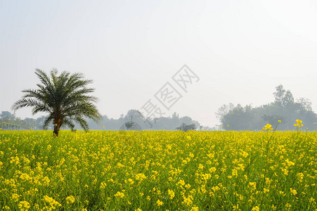 印度西孟加拉邦林地纳迪亚地平线上黄色油菜花的景观背景图片