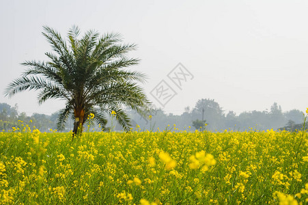 印度西孟加拉邦林地纳迪亚地平线上黄色油菜花的景观图片