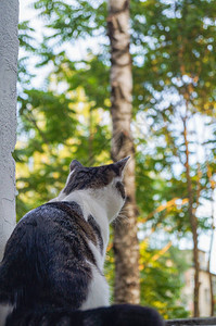 坐着猫看着窗外的模糊的夏天背景在等图片