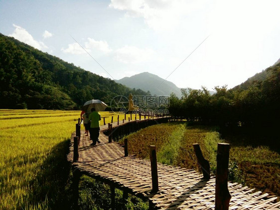 稻田的竹桥泰国Phrae图片