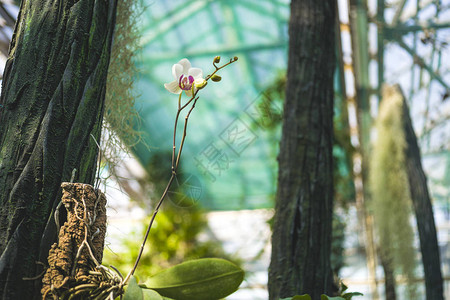 花朵和绿叶背景图片