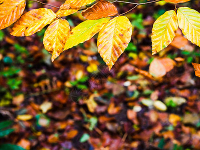 Beech树叶以秋天的颜色图片