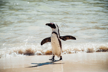 南非海洋博尔德海滨的单一黑白企鹅Boulders图片