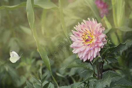 红花瓣Dahlia花园中的微图片