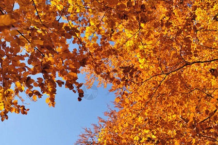 在蓝天背景的秋天山毛榉叶子图片