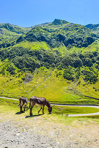 位于罗马尼亚的Transfagaras山图片