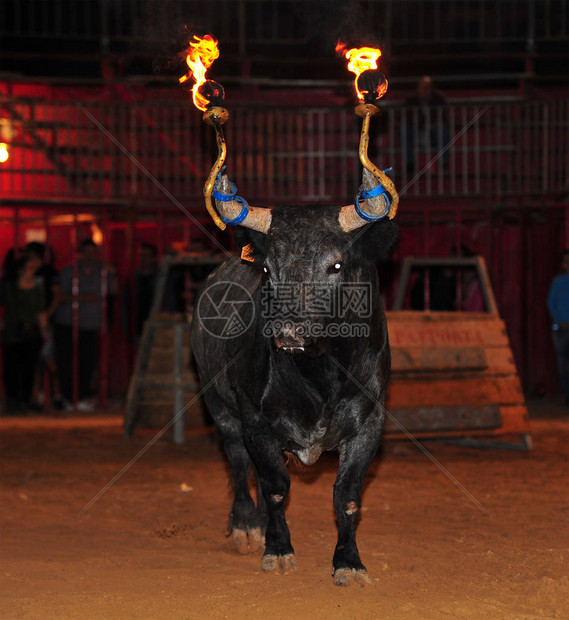 公牛与魔术正面交锋