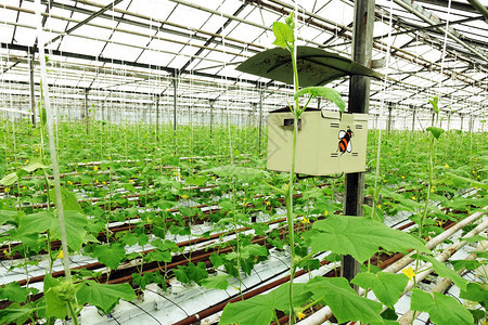 在温室里生长的黄瓜工业农温室图片