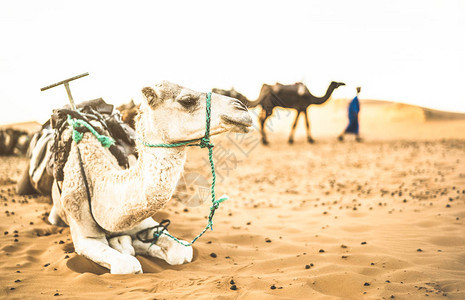 在ErgChebbi沙丘附近的Merzouga地区进行沙漠骑行游览后图片