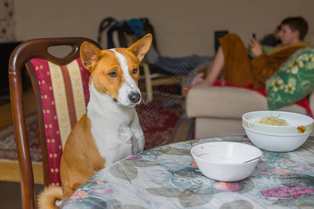 可爱的巴森吉耐心地等待主侍者把真正的警犬食图片