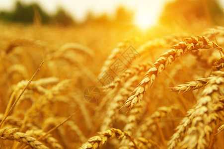 小麦闭合阳光下小麦田收图片