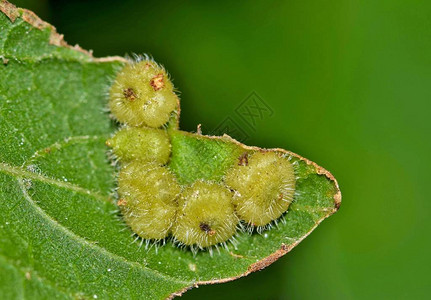 朴树叶上的五个朴树花结瘿Celticeciscapsularis这些寄生虫瘿生长是由瘿蚊蝇在叶子内图片
