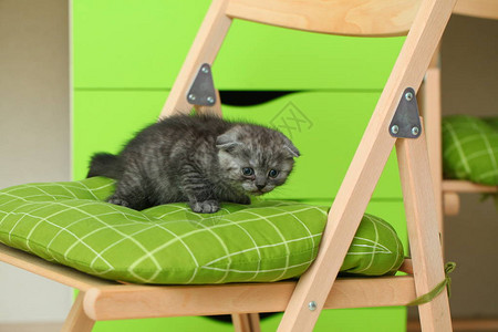 蓬松可爱的灰色小猫图片