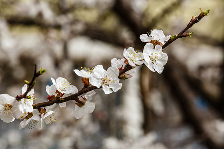 春天杏花白枝近景图片素材